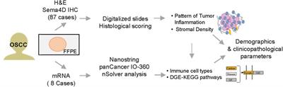 Histological pattern of tumor inflammation and stromal density correlate with patient demographics and immuno-oncologic transcriptional profile in oral squamous cell carcinoma